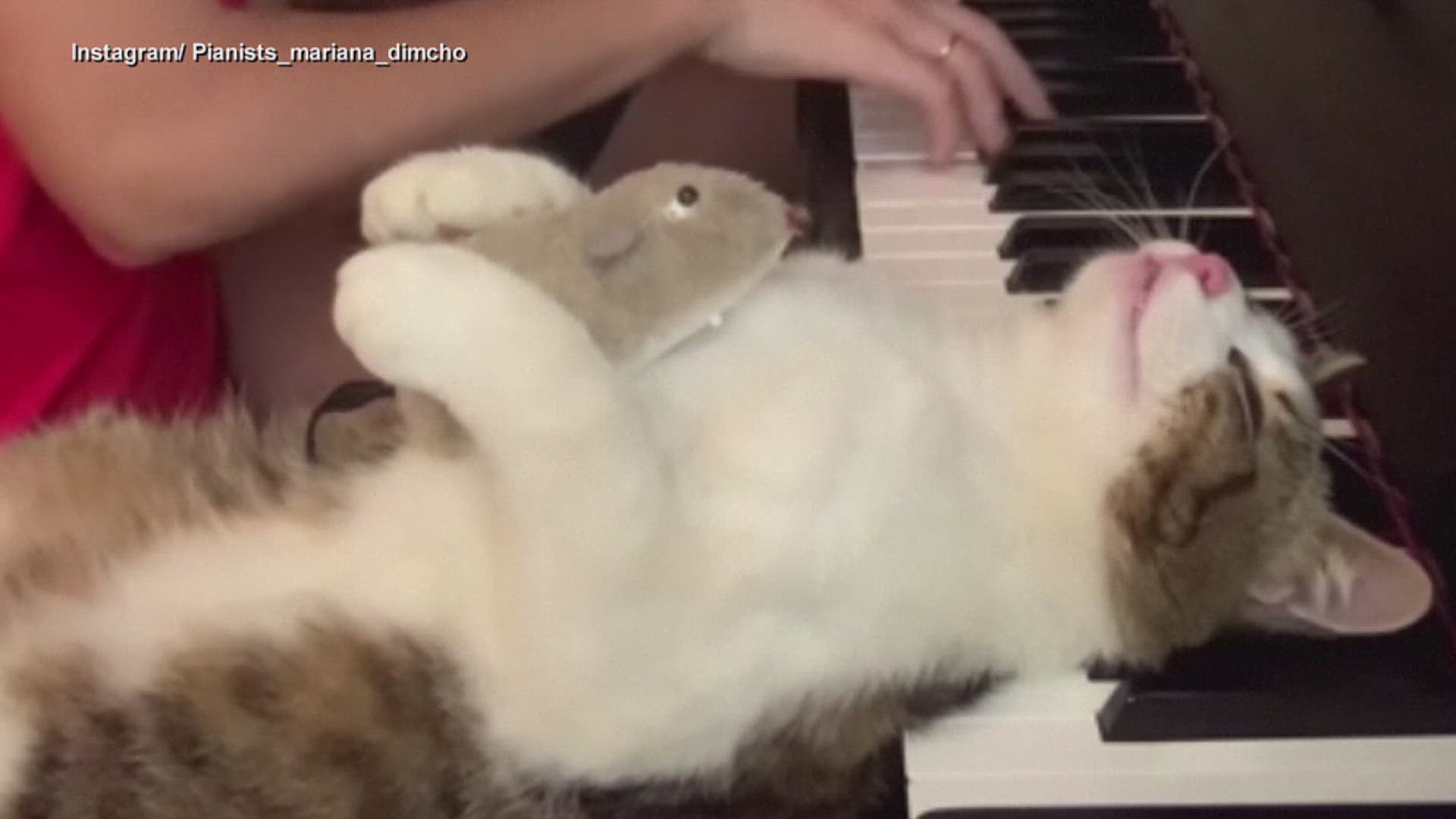 Croatian cat Zlatko goes viral for his love of piano music | wqad.com