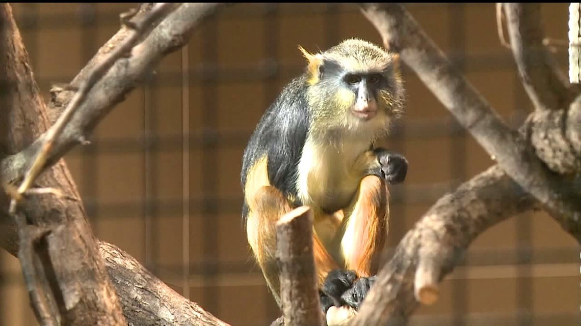 Niabi Zoo Shows Off New Exhibits Ahead Of Opening Day Wqad Com