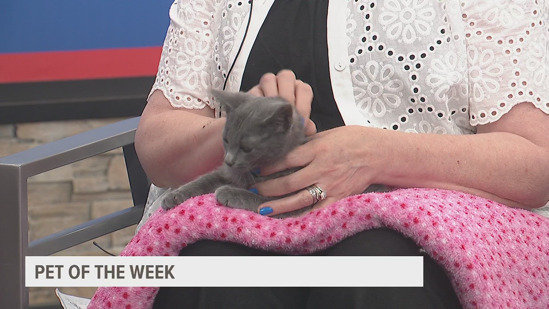 Briar is a 3-month-old neutered male who tested positive for Feline Leukemia, but may grow out of it. Check him out at the Quad Cities Animal Welfare Center today!
