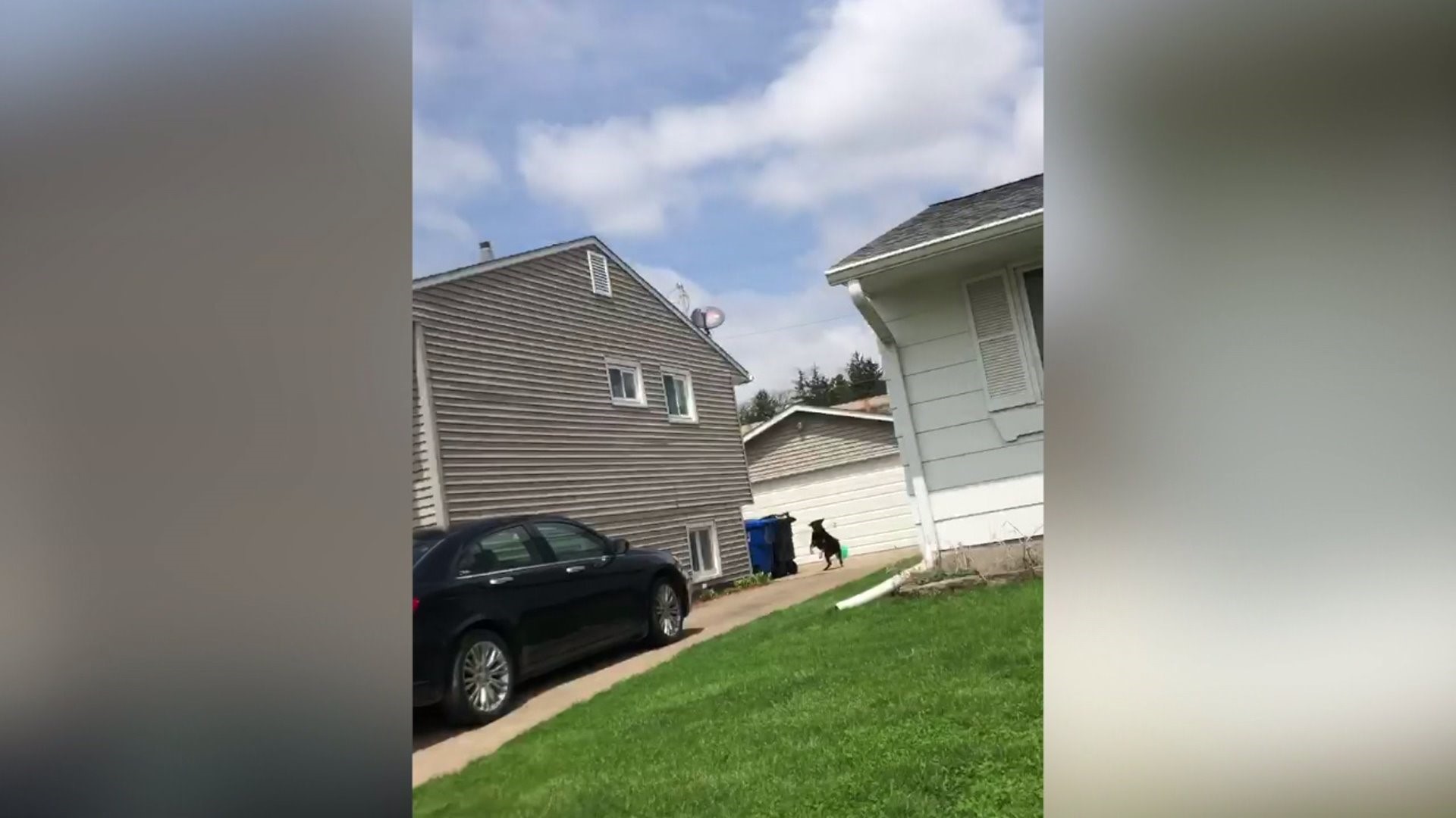 Mail delivery stopped to some Moline homes due to "behavior of specific dog"