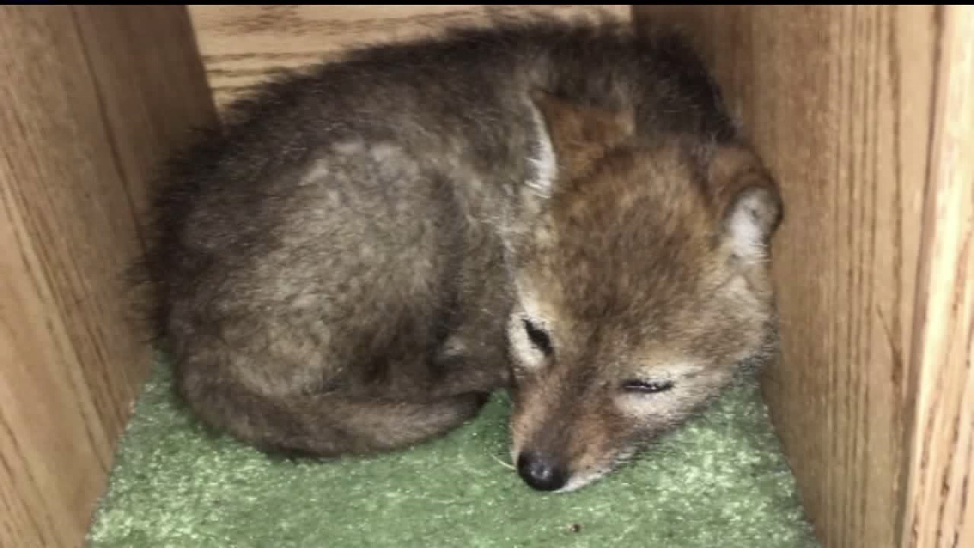 Iowa man wants coyote back as emotional support animal 