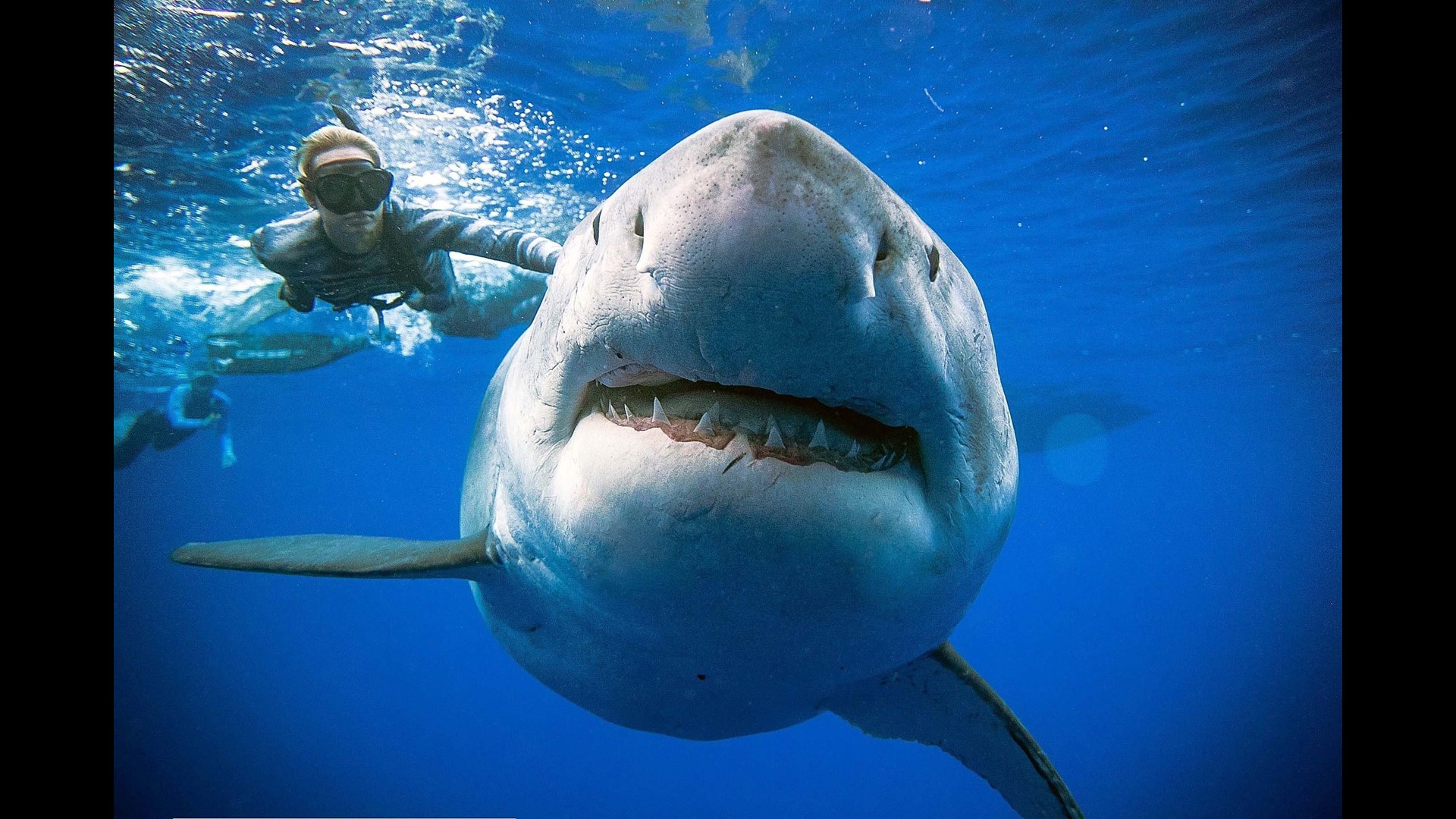 White shark takes epic journey further into the Gulf of Mexico | wqad.com