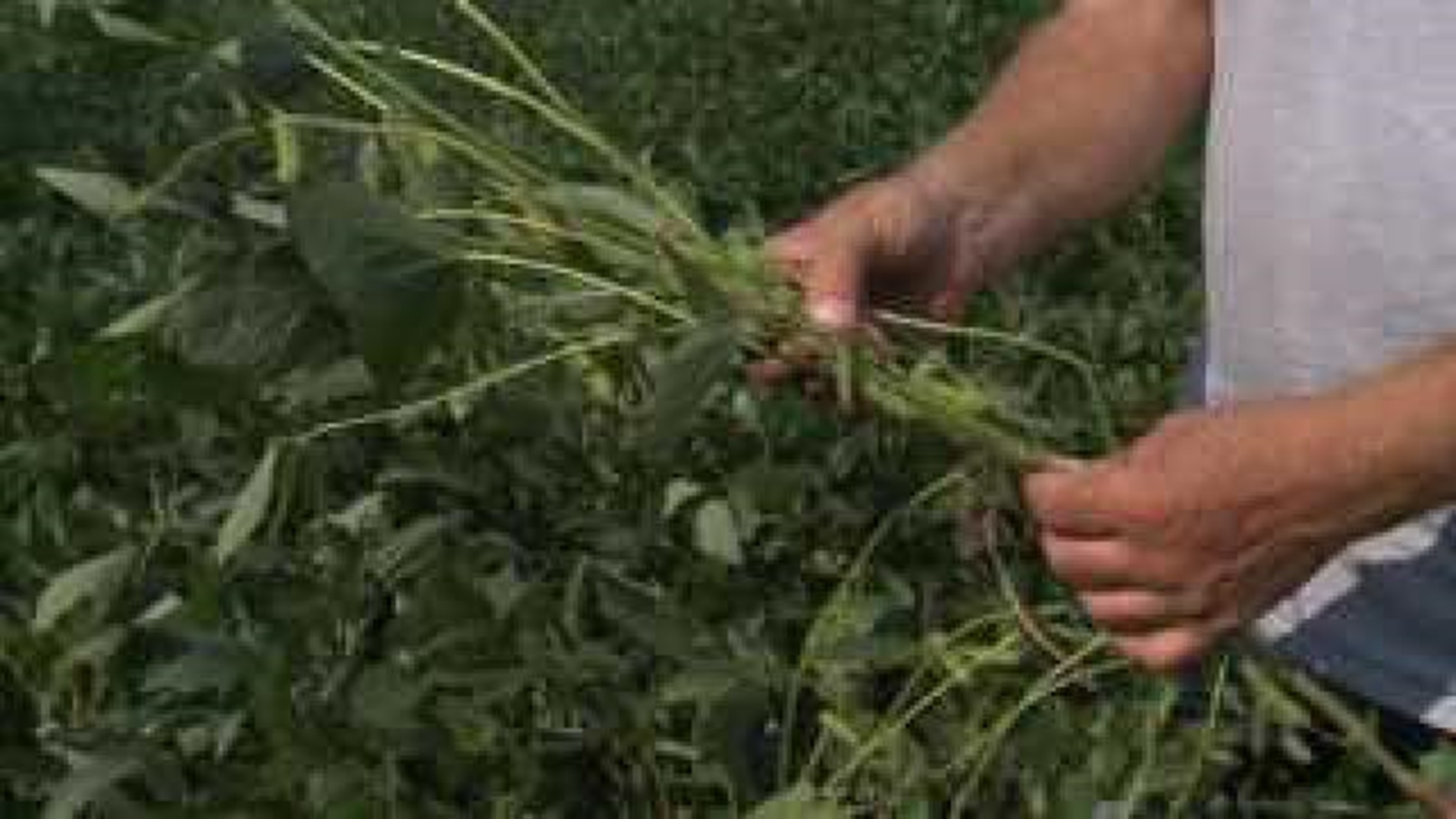 Dry weather affecting crops