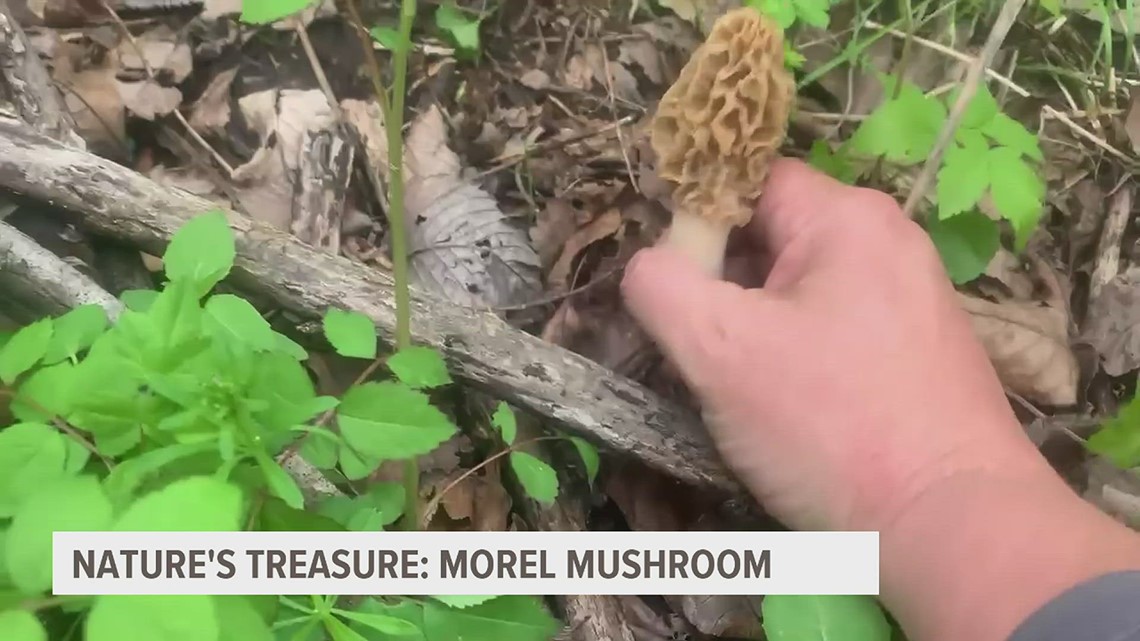 Morel mushrooms: The prize of mushroom hunting