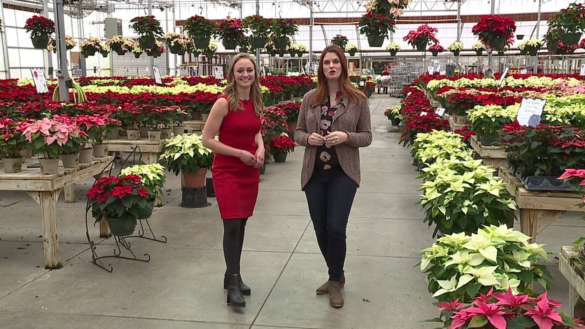 “Our Favorite Things” Wallace’s Garden Center | wqad.com