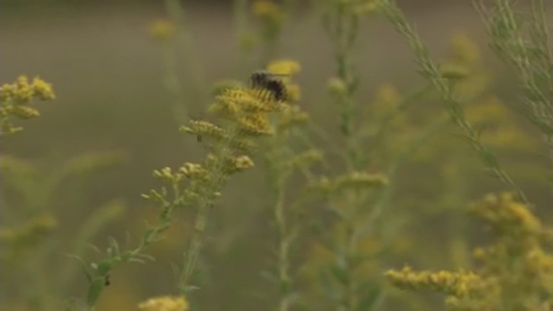 The Iowa DNR hopes local data will help them better inform conservation practices so native bees can thrive just as well as honeybees.