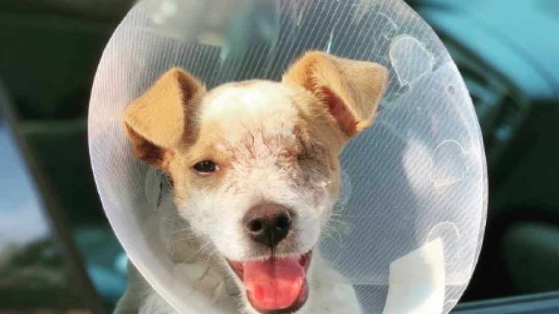 ‘Miracle Pup’ who was shot three times recovering well after eye