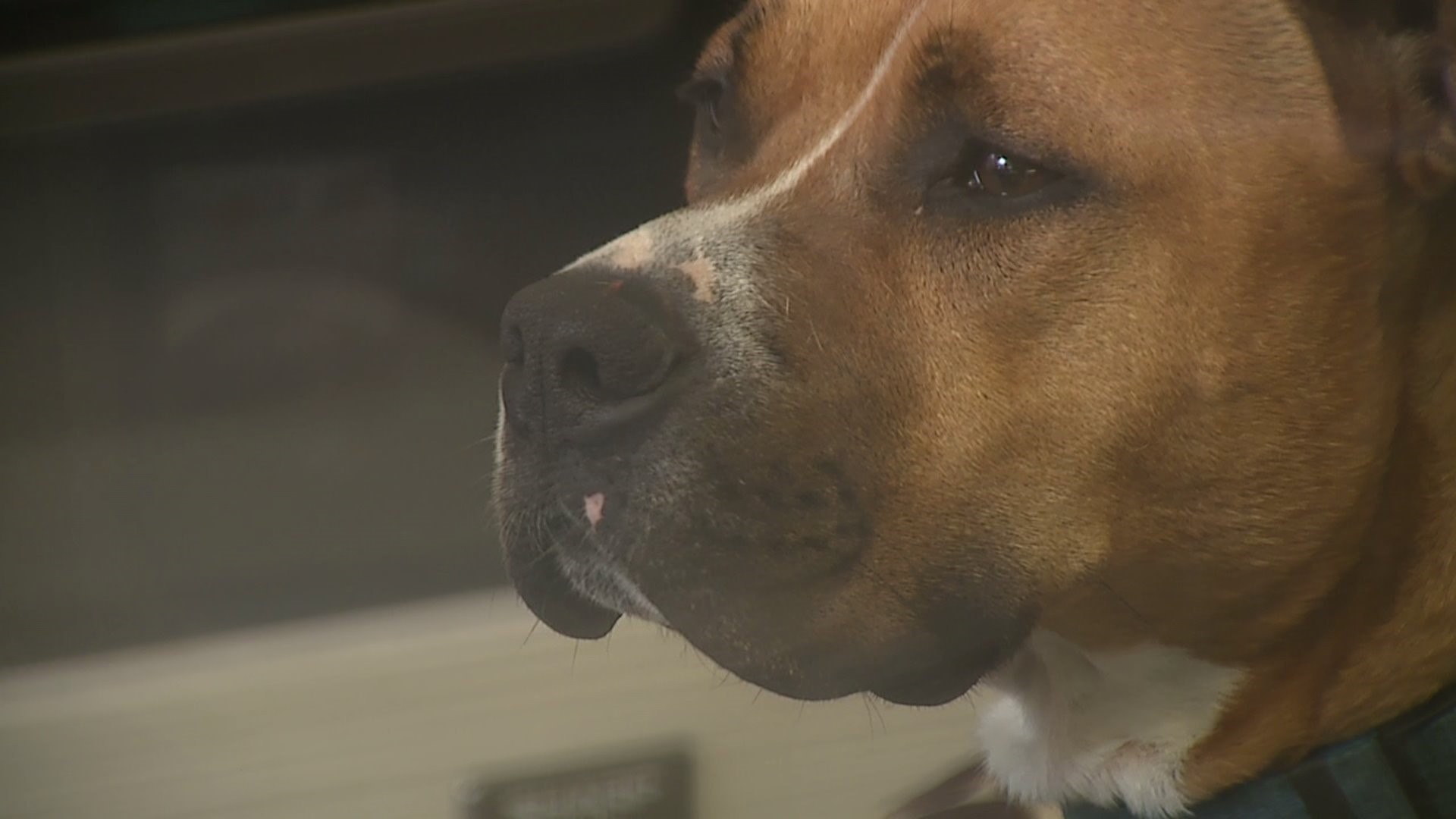 GMA features Knox County animal shelter