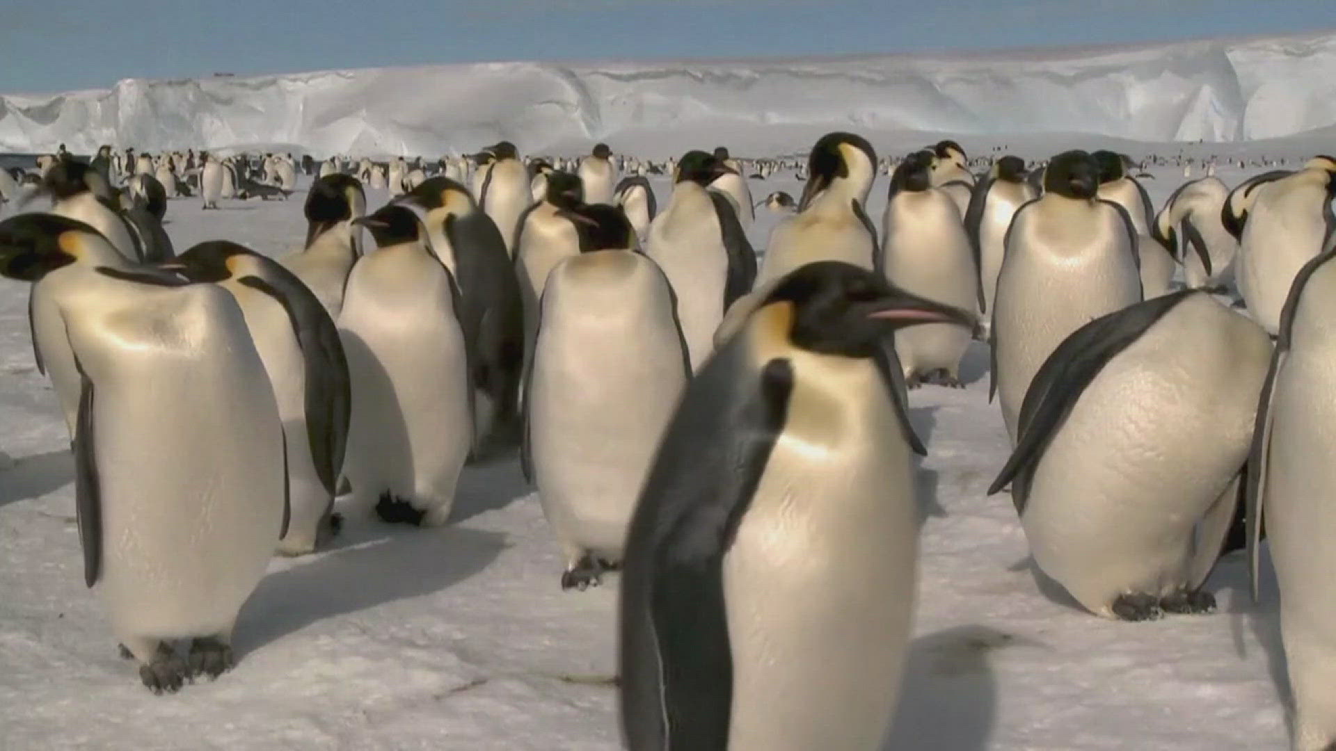 This Thursday scientists have released data showing record low sea ice development led to one-fifth of breeding failures in emperor penguins.