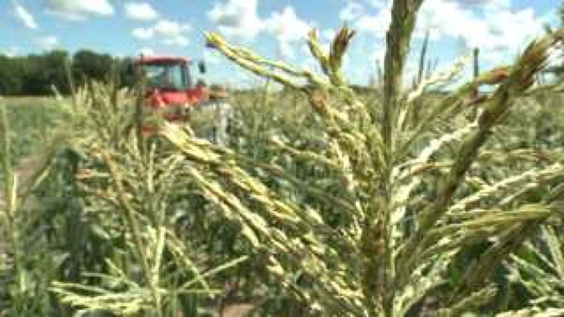 Sweet corn harvest begins