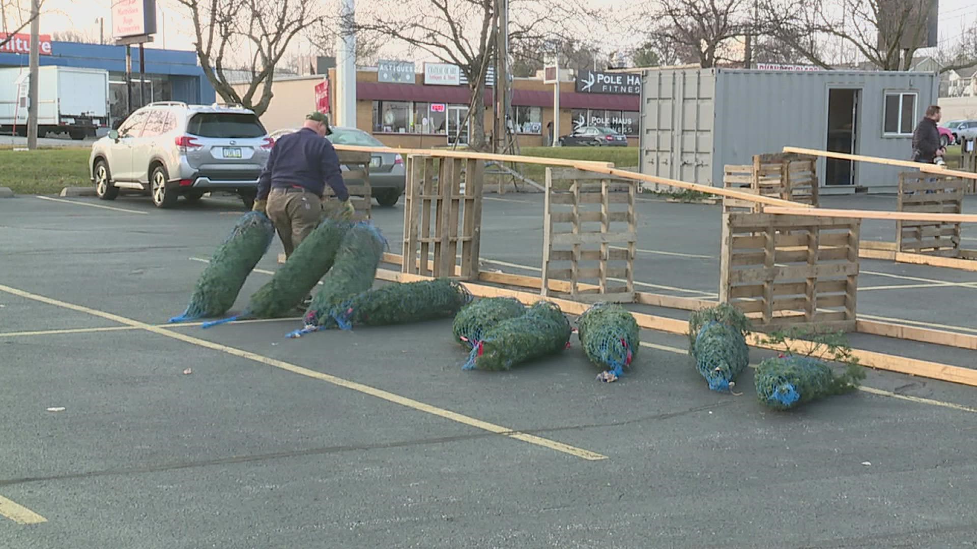 The club spent Wednesday preparing their Christmas Tree sale lot for opening day on Friday, offering a variety of trees to benefit local youth charities.