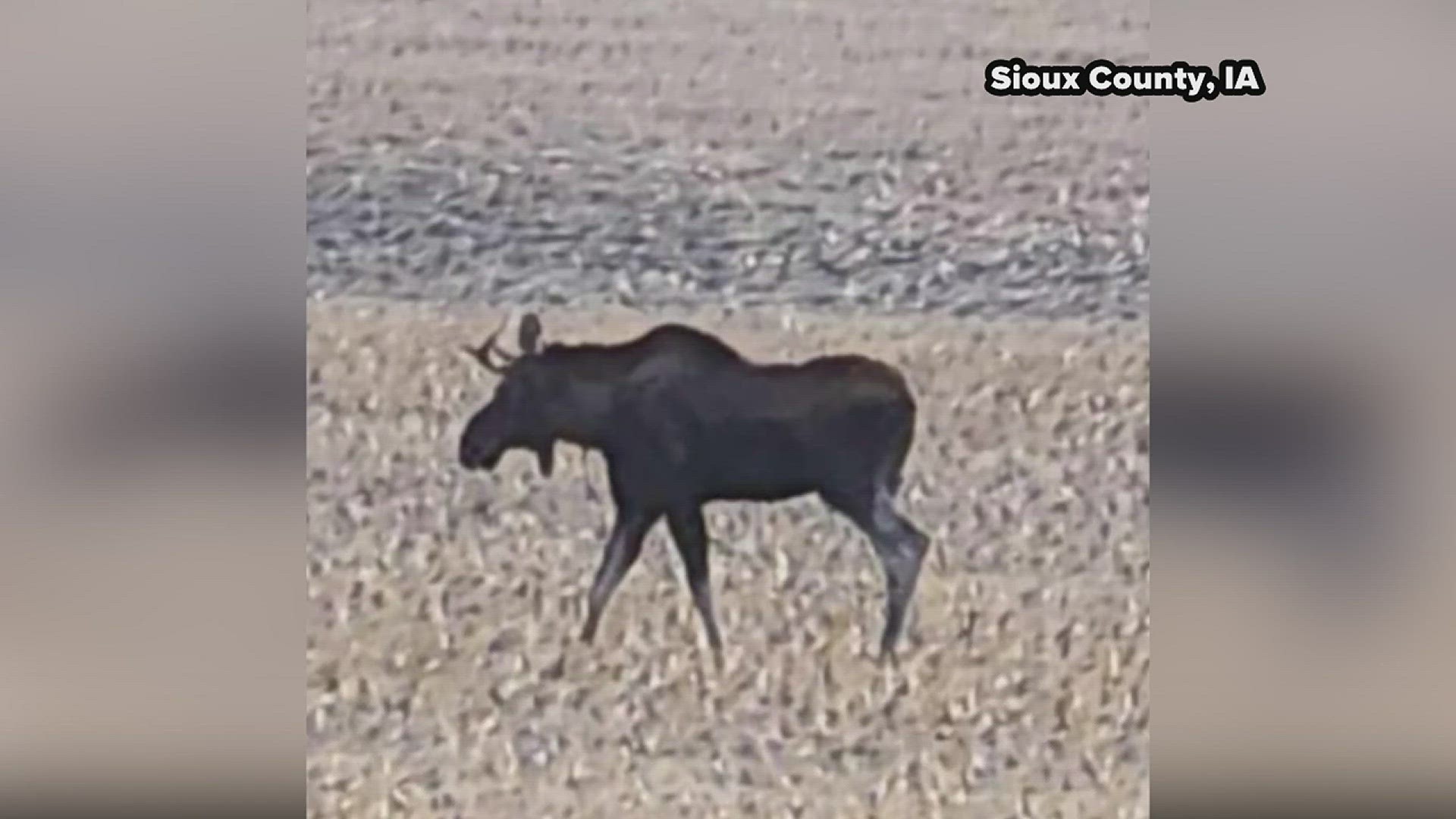 Iowa is known for corn and soybeans, and maybe even the butter cow, but a lone moose has made its way into the Hawkeye state.