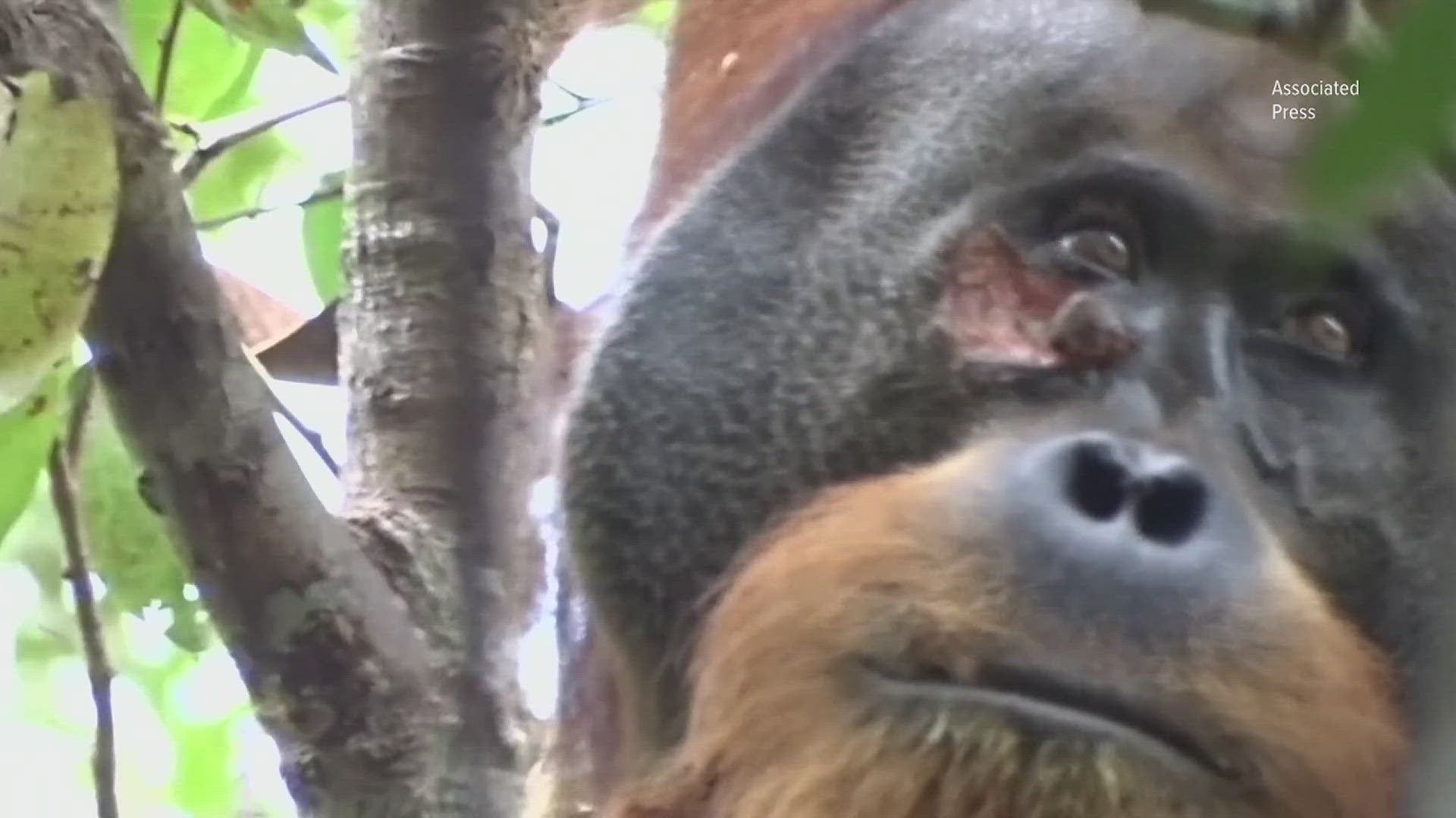 This is the first time scientists have seen this type of behavior from an Orangutan. The wound healed in around a month according to reports.