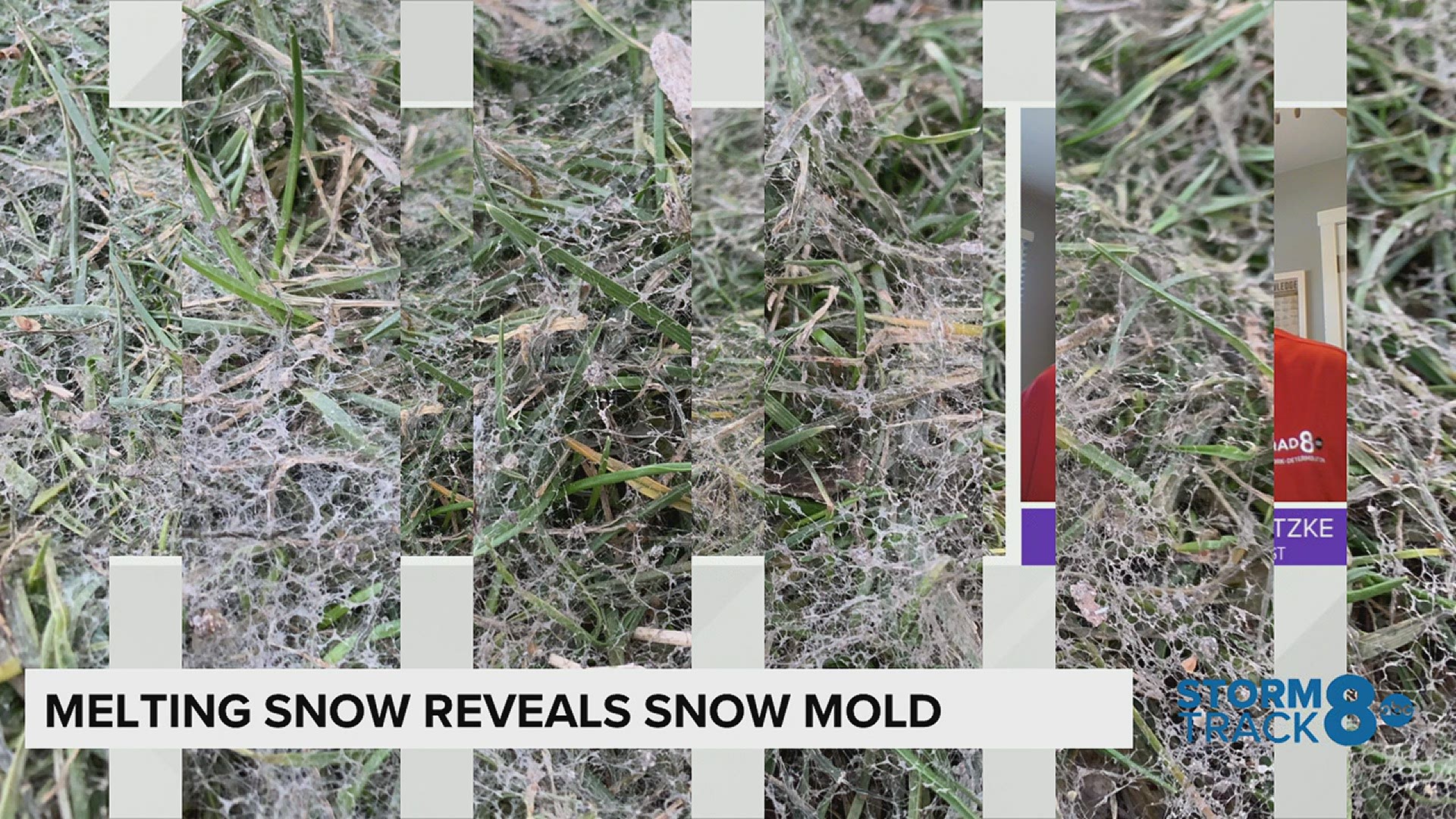 A long-lasting snowpack and unfrozen ground has created the perfect breeding ground for this winter mold