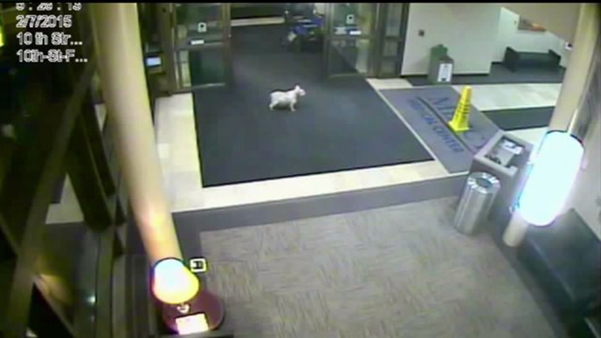 Dog runs away from home to find owner in hospital