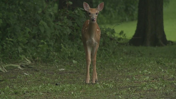 Iowa deer are being infected with COVID. What does it mean for hunters?