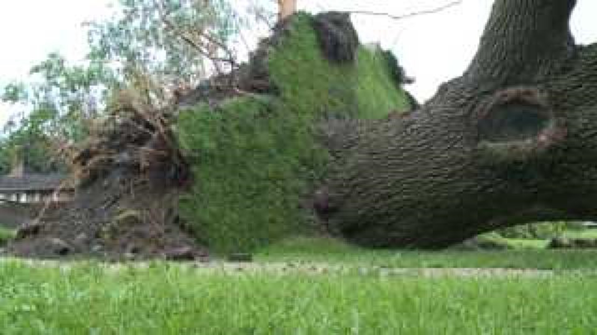 Trees 'ripped from the ground' after storm in Clinton