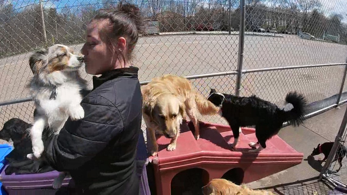 Doggy daycare takes a massive hit