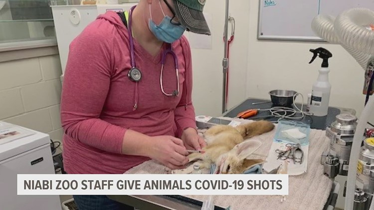 Animals at Niabi Zoo receiving COVID vaccinations