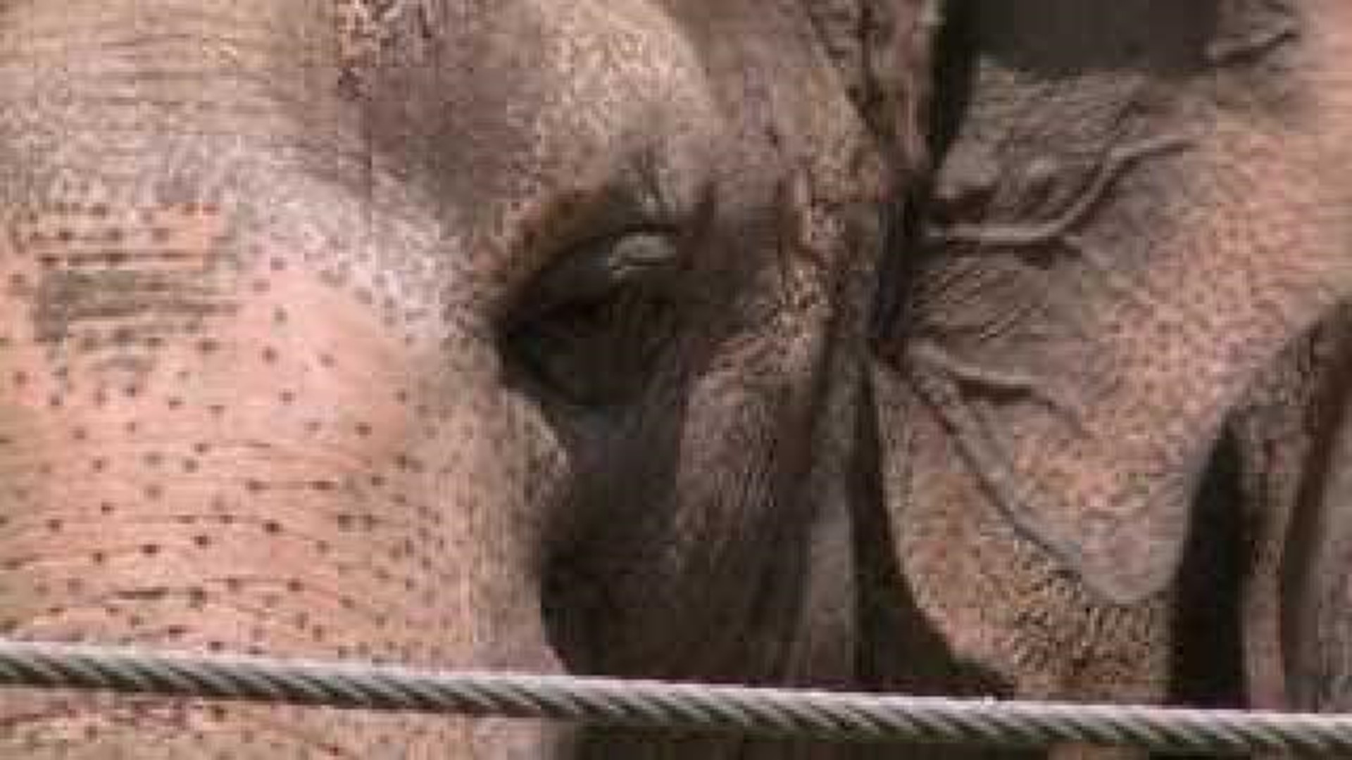 Zoo director: Elephants moved overnight Sunday for their and staff\'s safety
