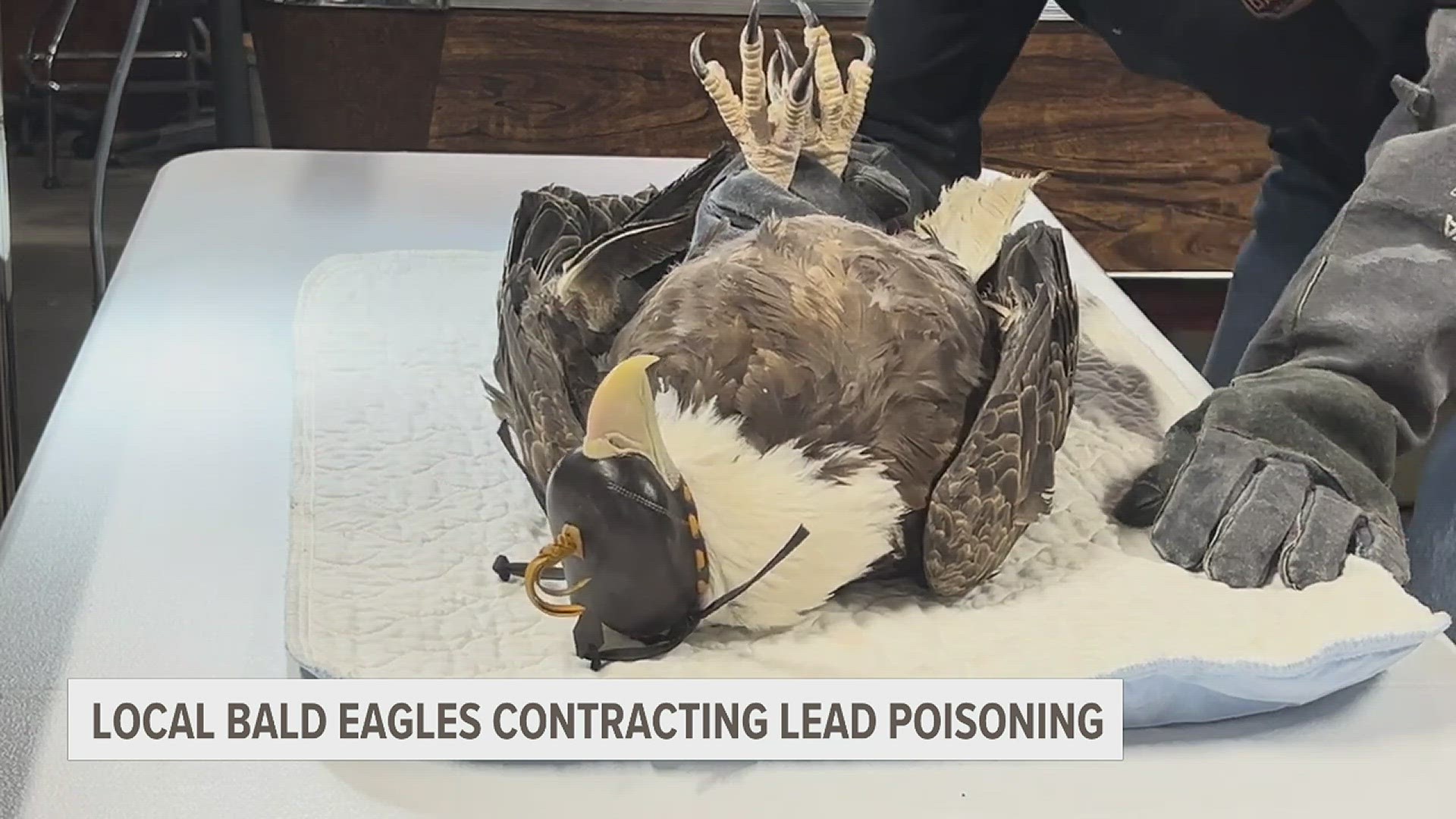 In just the first 3 months of 2024, Hog Capitol Wildlife Rescue & Rehab has treated 6 bald eagles for lead poisoning. Birds that survive face neurological defects.