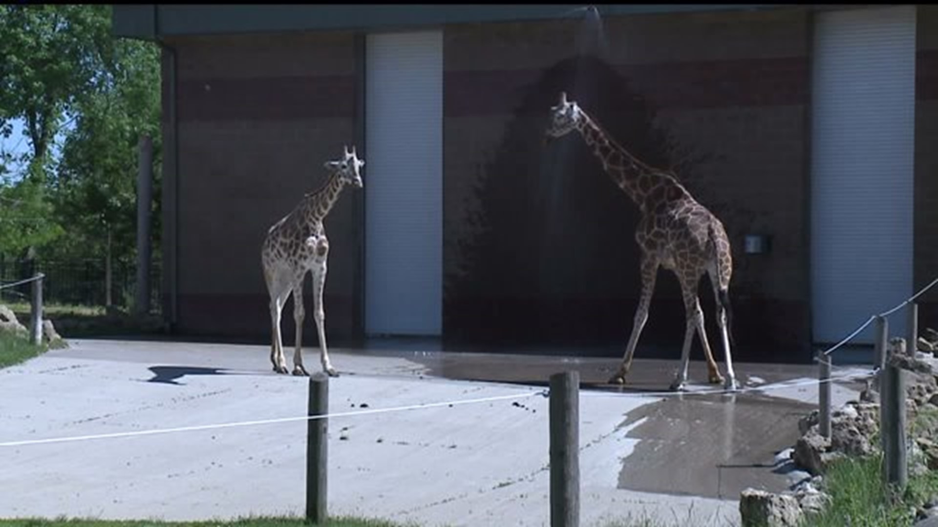 Giraffe makes public debut