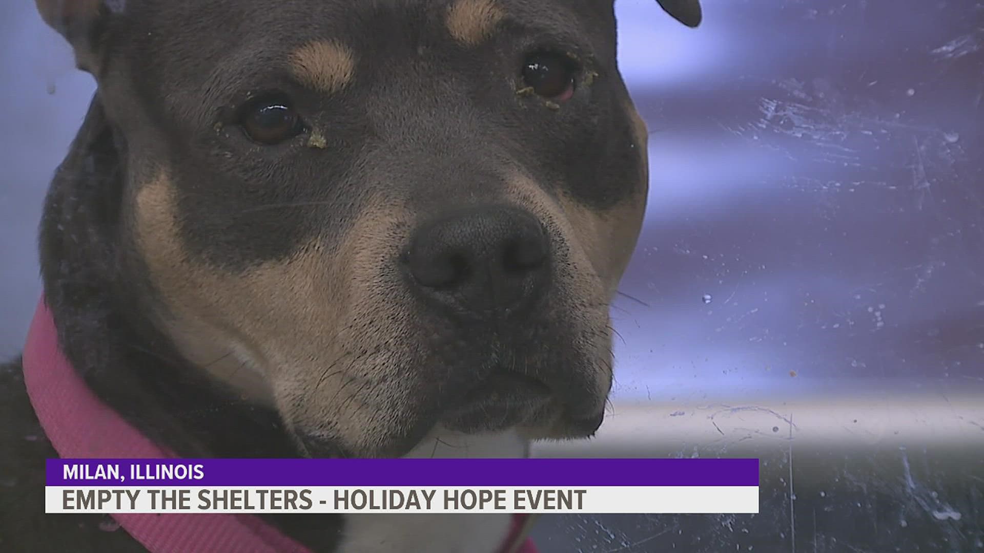 QCAWC is just one of 275 shelters across the country hosting an adoption special in the first week and a half of December aiming to find places for homeless pets.
