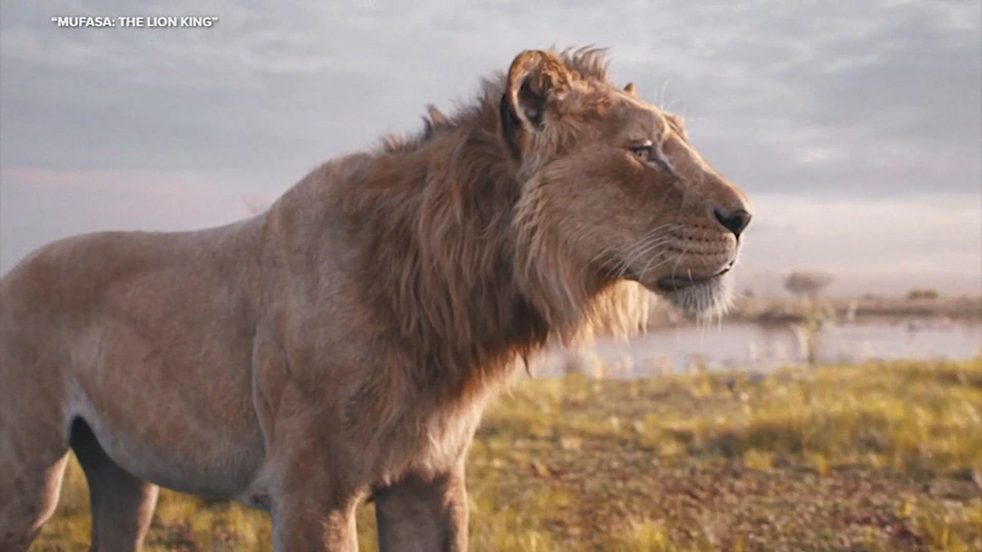 "Mufasa: The Lion King" recounts the backstory of Mufasa and Scar, which leads into the main film "The Lion King." The film will be released on Dec. 20.