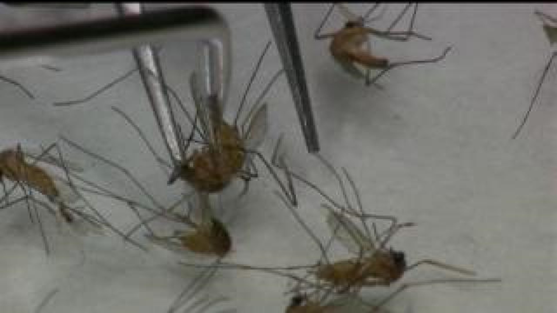 Mosquitoes tested positive for West Nile in Lee County