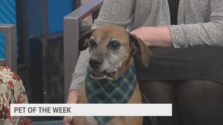PET OF THE WEEK: Chevy, a good boy!