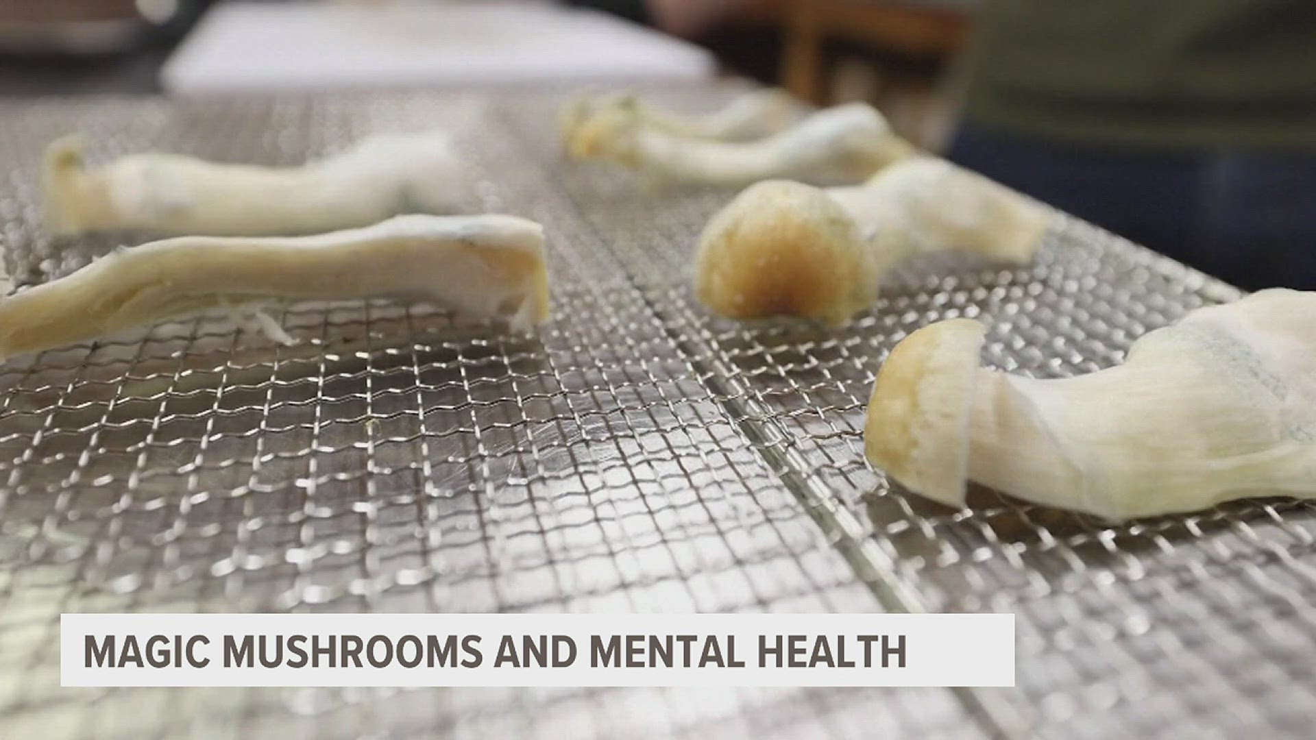 While in many parts of the country magic mushrooms are still illegal, Oregon is opening the door to public use.