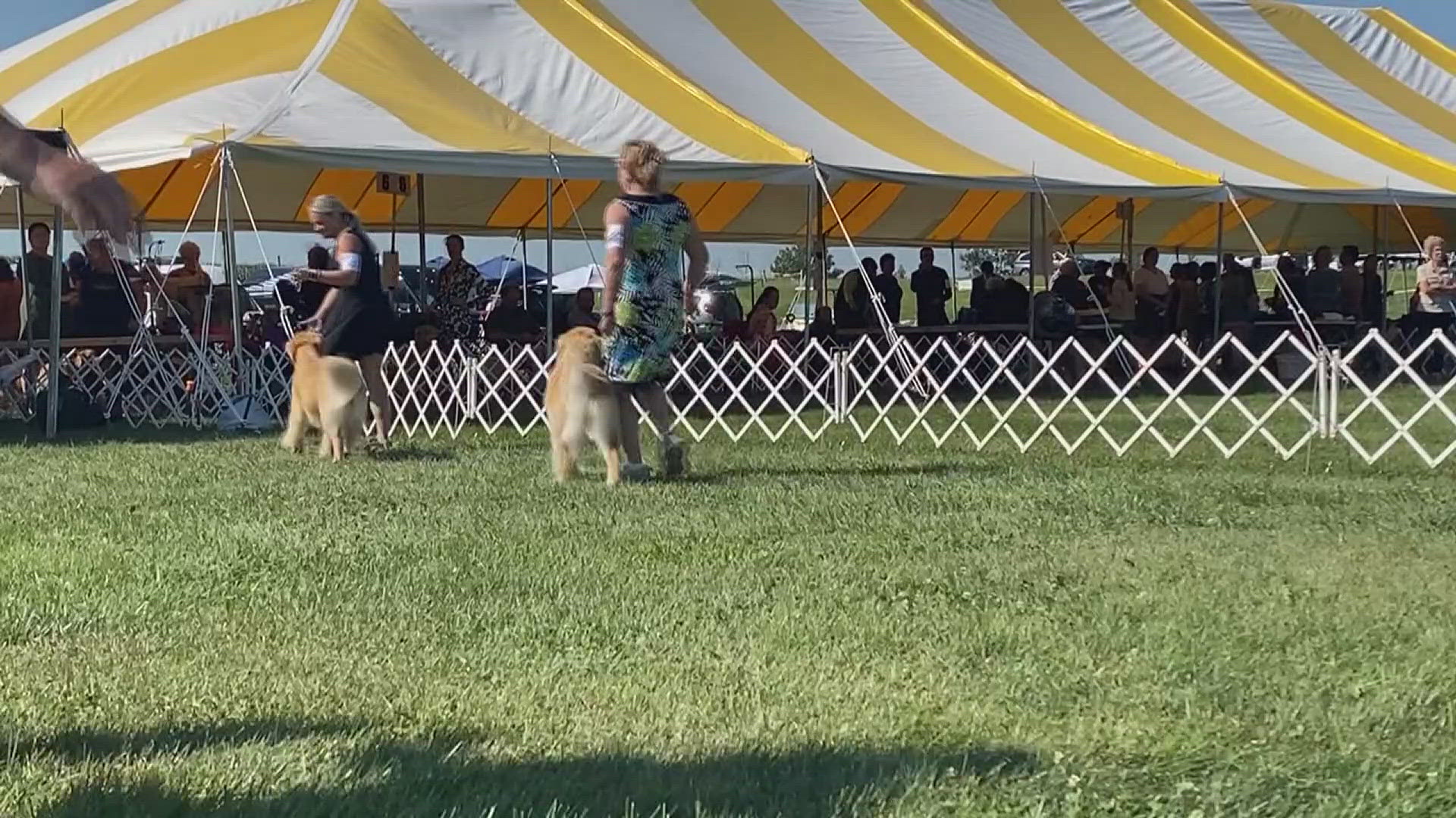 For thousands of dog owners, the Amana Colonies Cluster Dog Show is a staple for Labor Day weekend.