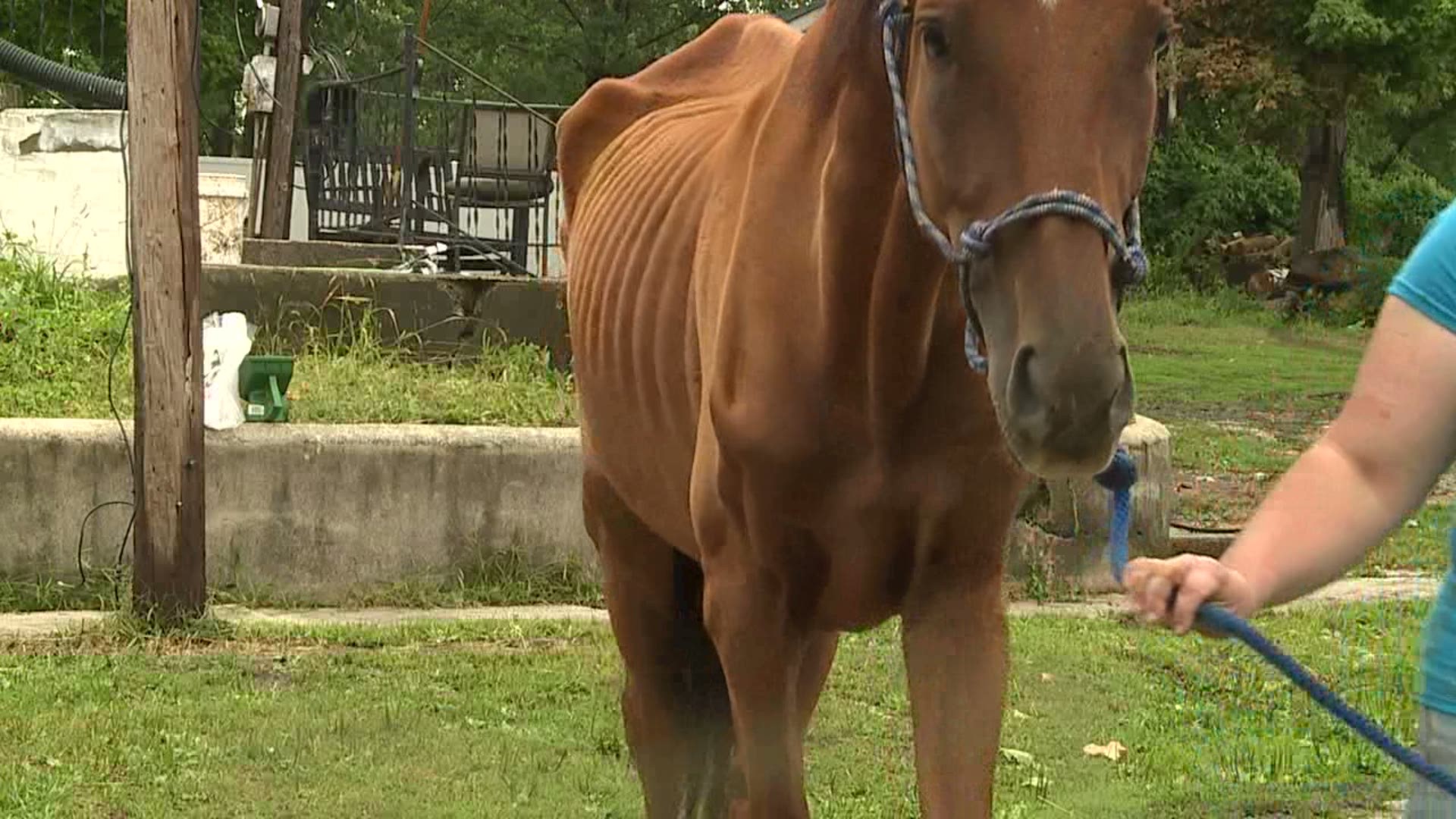 Slaughter horses rescued