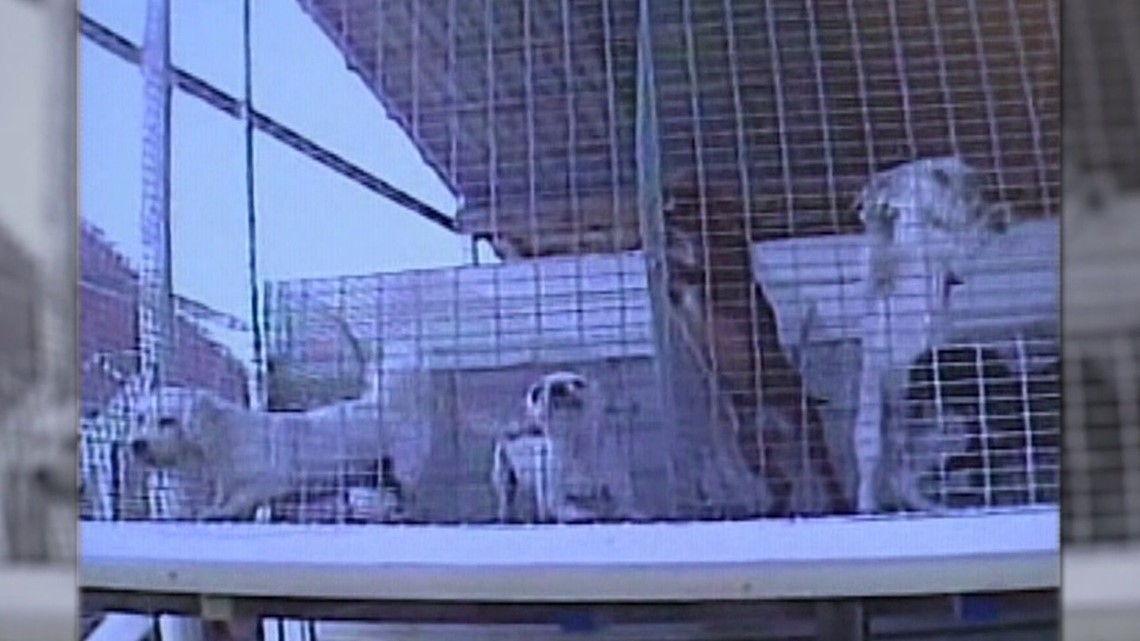Local group says Iowa puppy mills out of control