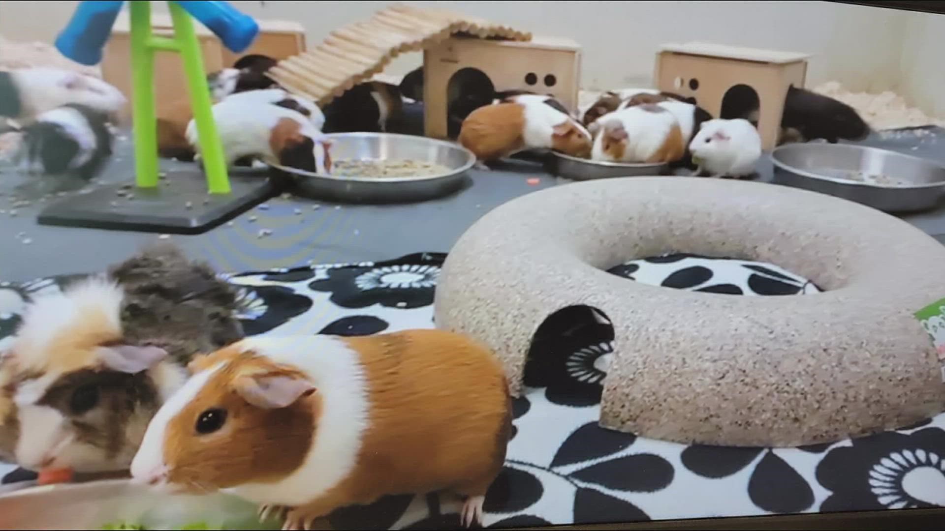 The all-female group, which staff calls "The Golden Girls All-Star Guinea Pig Herd", will be getting its own exhibit soon.