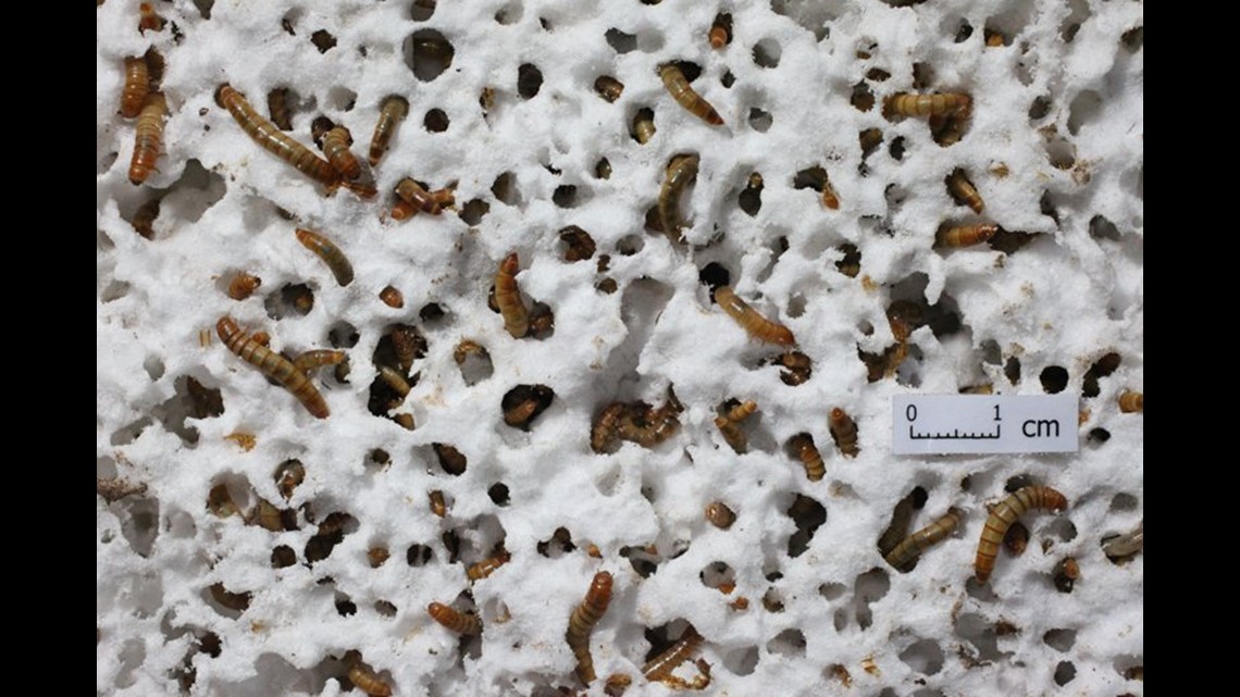 Styrofoameating mealworms might help reduce plastic waste, study finds
