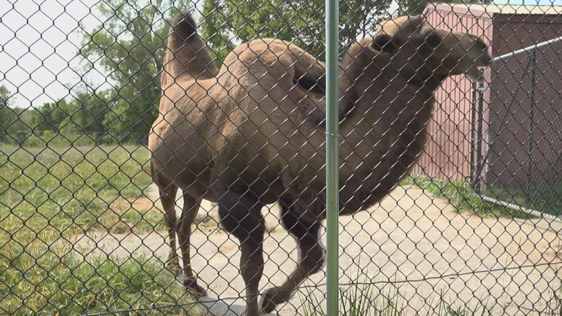 A post on Facebook claims the Bactrian camel isn't getting enough to eat. Here's what we can VERIFY.