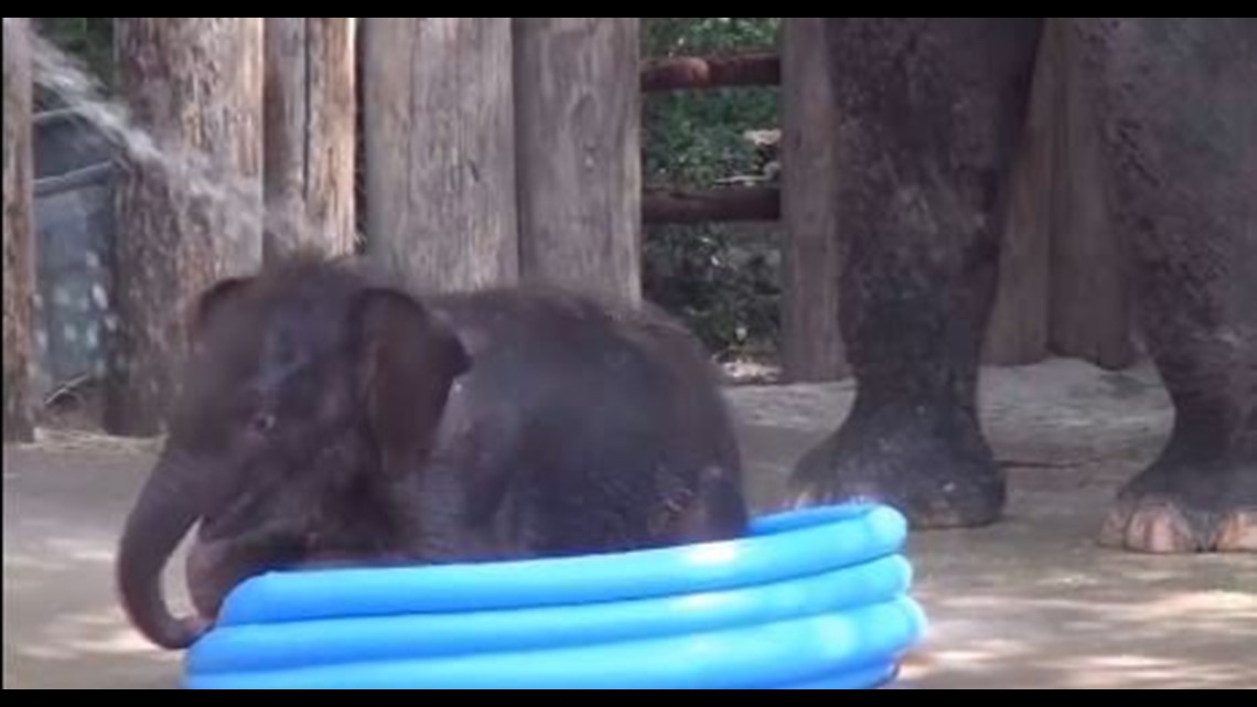 Viral Video Baby elephant plays in kiddie pool