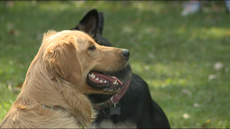 Ruff week? Fall Doggie Fest comes to Rock Island's this Sunday!