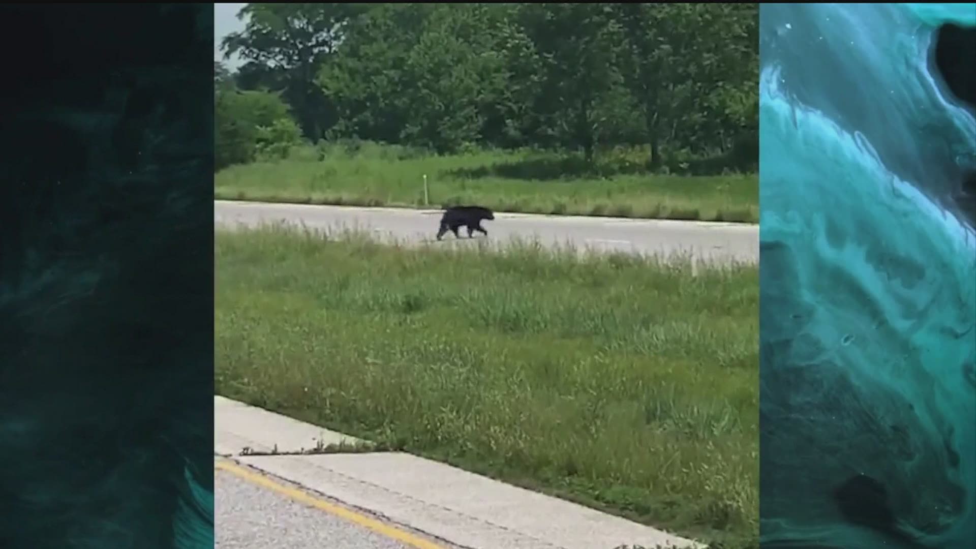 A black bear who made its way around the Quad Cities area in early June was tranquilized in Missouri so officials could move him to a less populated area.