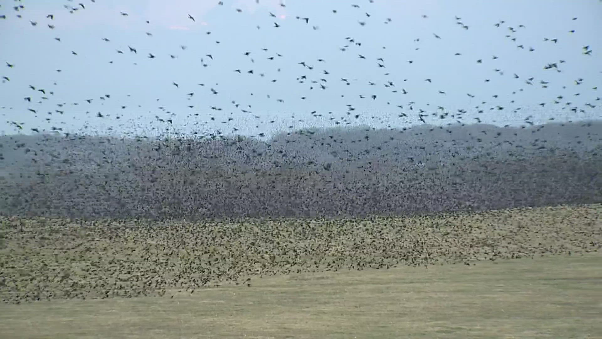 News 8 photojournalist films starling murmuration