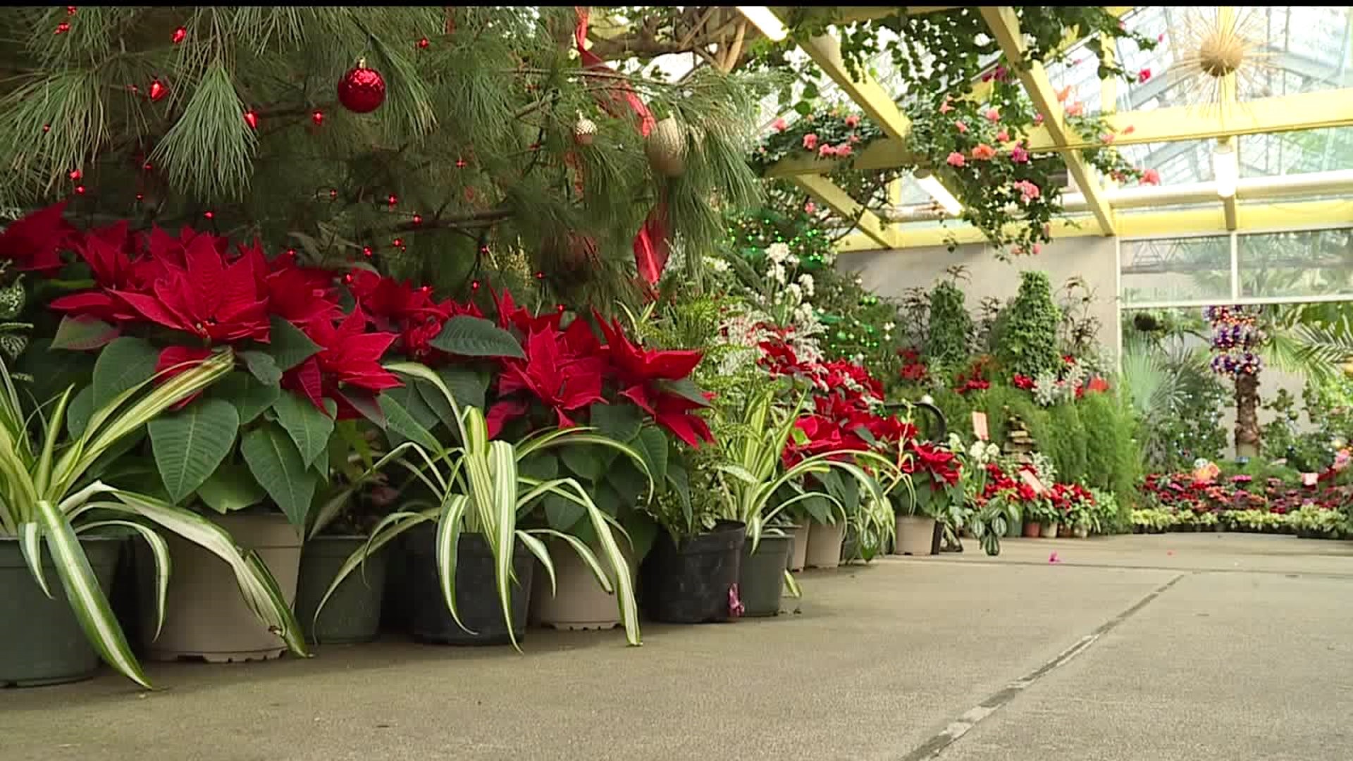 How you can get your hands on a free poinsettia this weekend