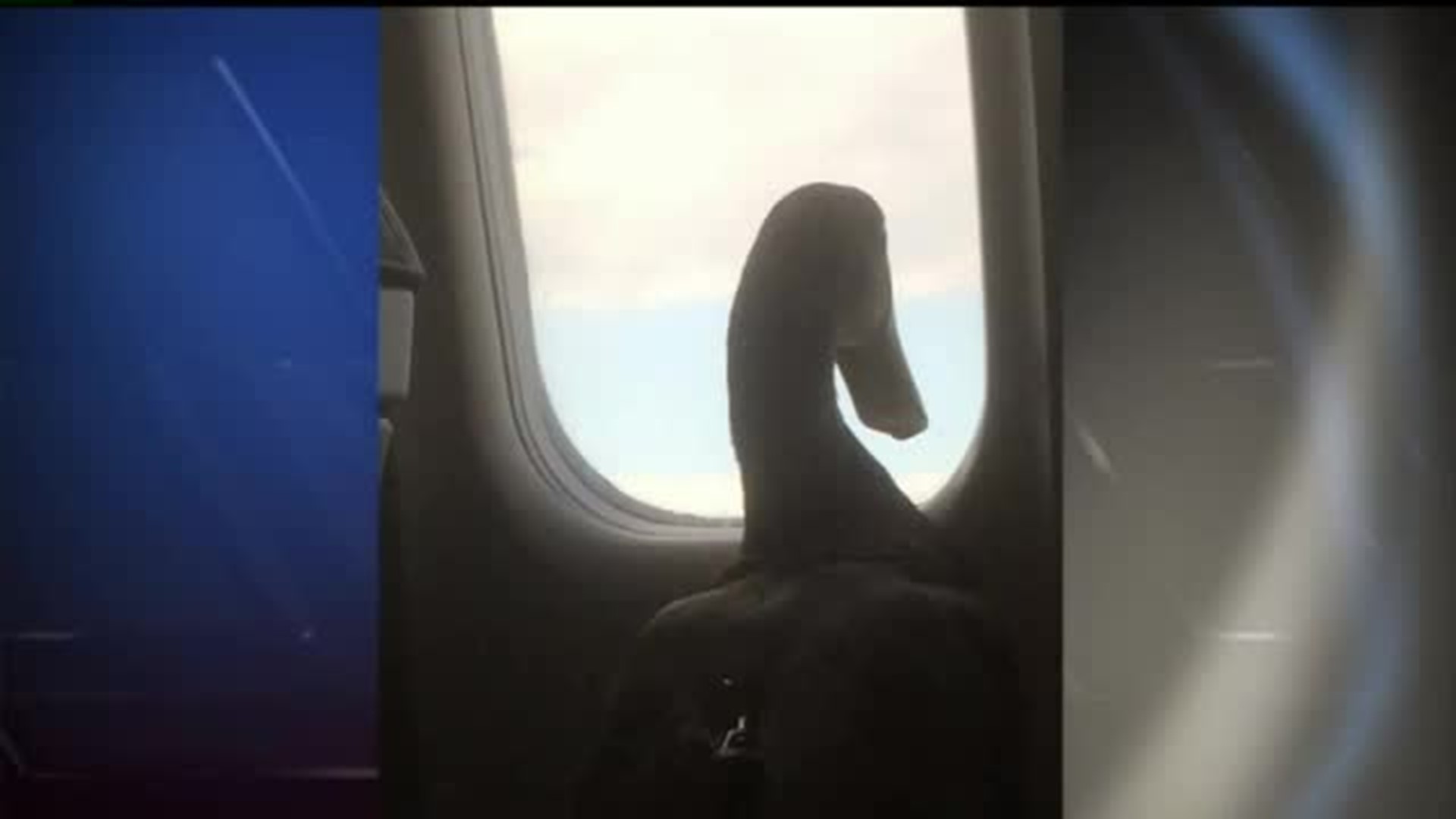 Service duck awes passengers on airplane