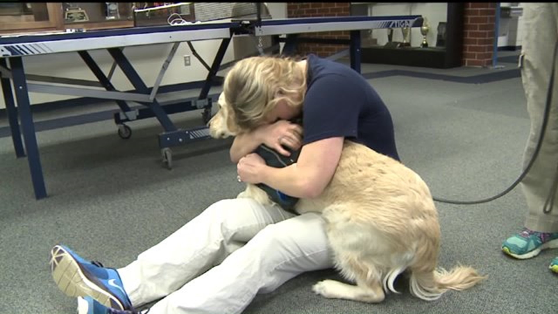 Service vs. support: the difference between Emotional Support Animals and  Service Animals 