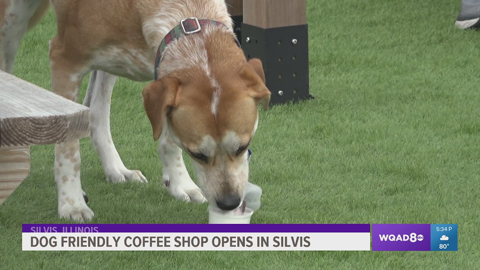 Barkin Beans Coffee Co. offers human drinks alongside dog cookies and whipped cream Pup Cups. A dog-friendly latte menu is in the works.