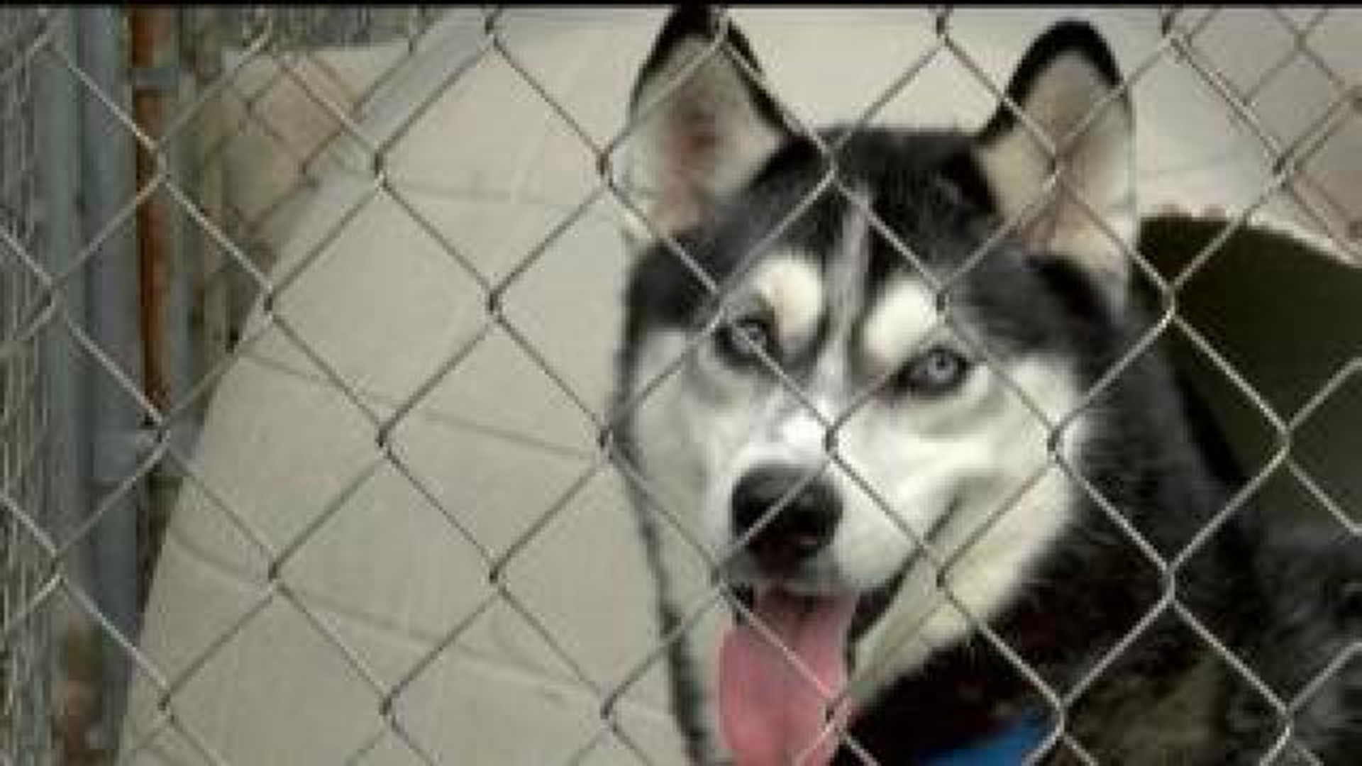 Lost huskies rescued after California wildfires
