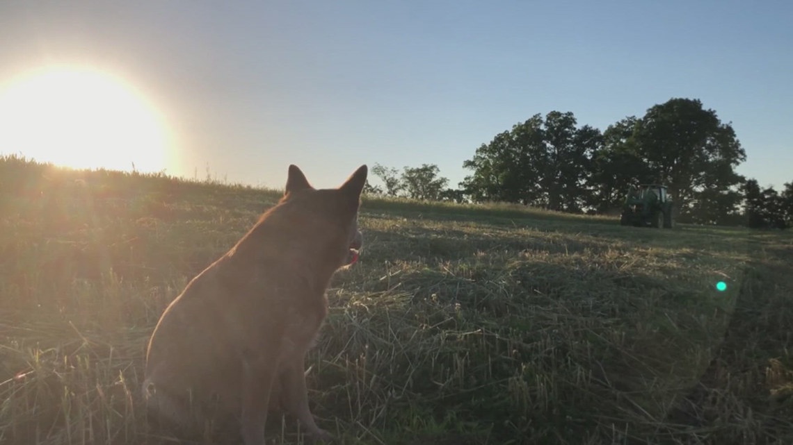 Kentucky farm dog sends powerful message online after losing eyesight