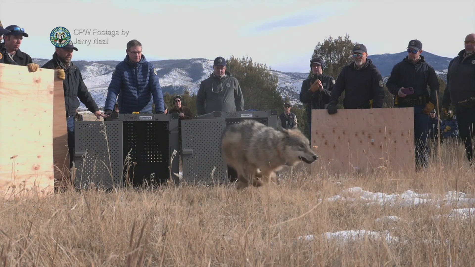 Ranchers in Colorado are struggling to find common ground after multiple livestock animals have been found dead. They're calling for wolves to be removed by force.