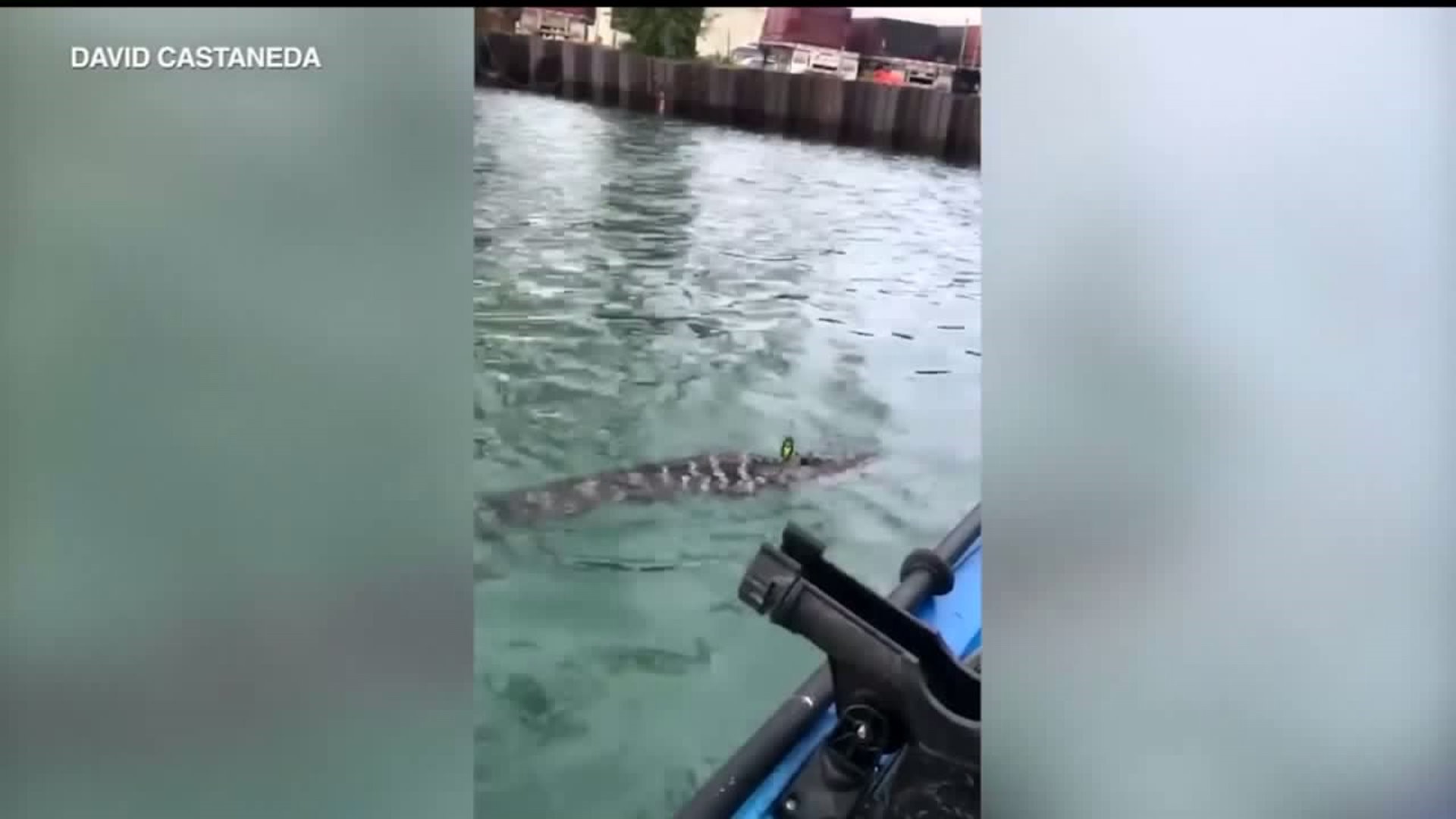 Kayaker Finds Alligator