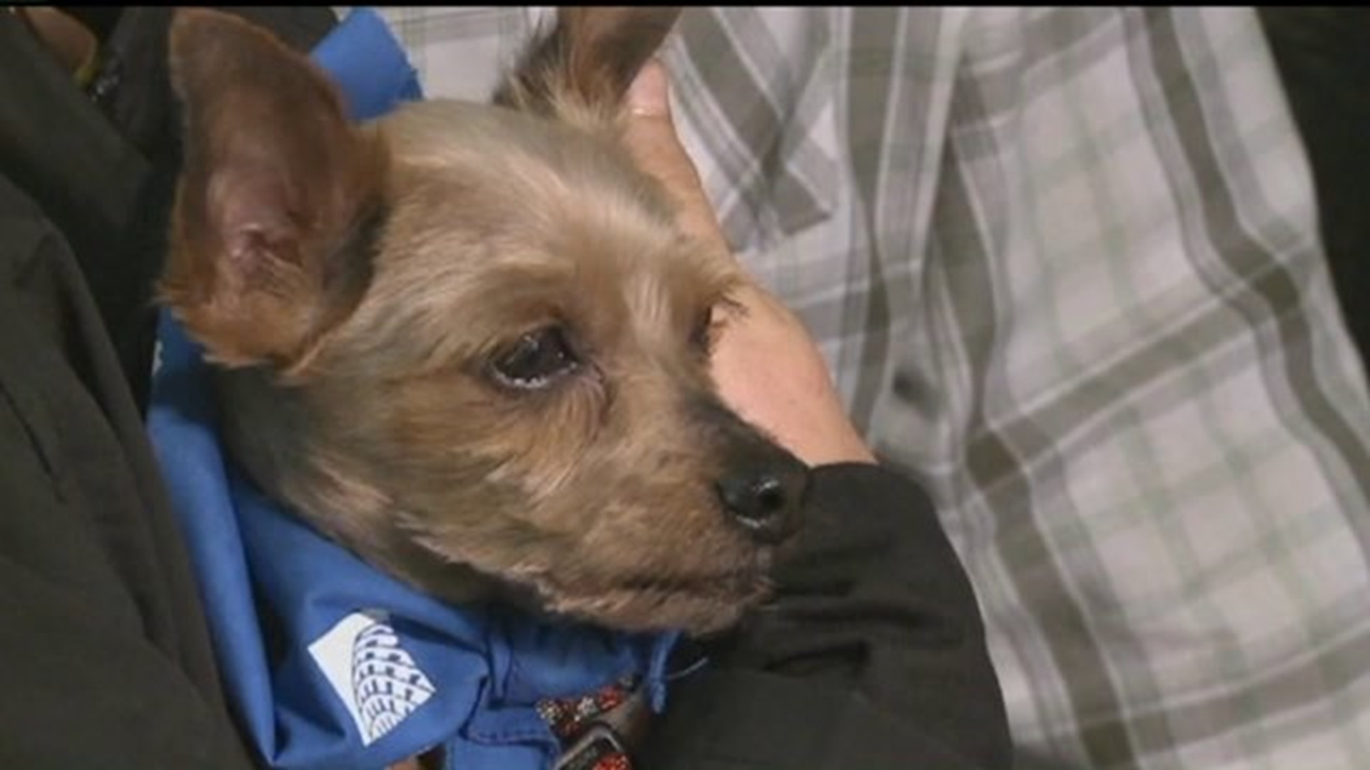 Family reunited with dog found 1,000 miles away